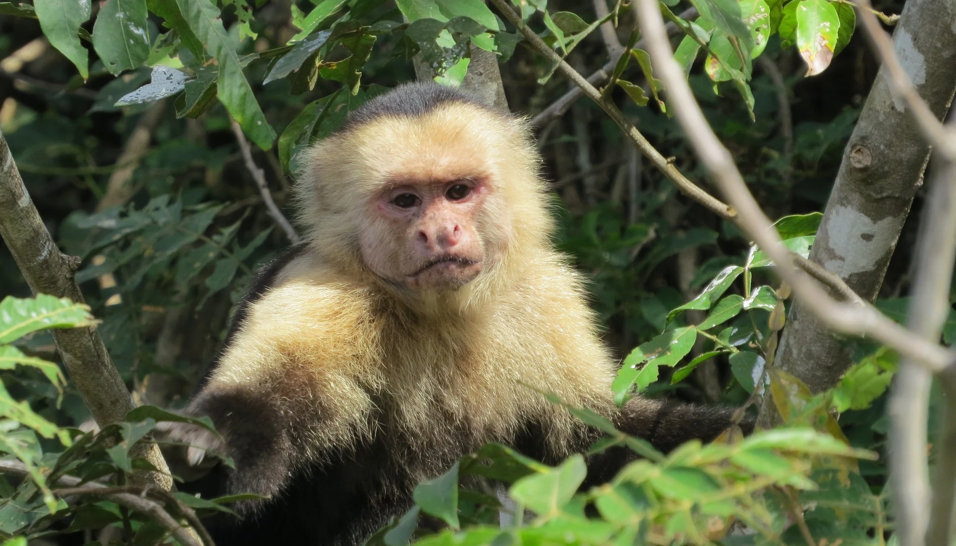 Costa-Rica_Affe_Monkey