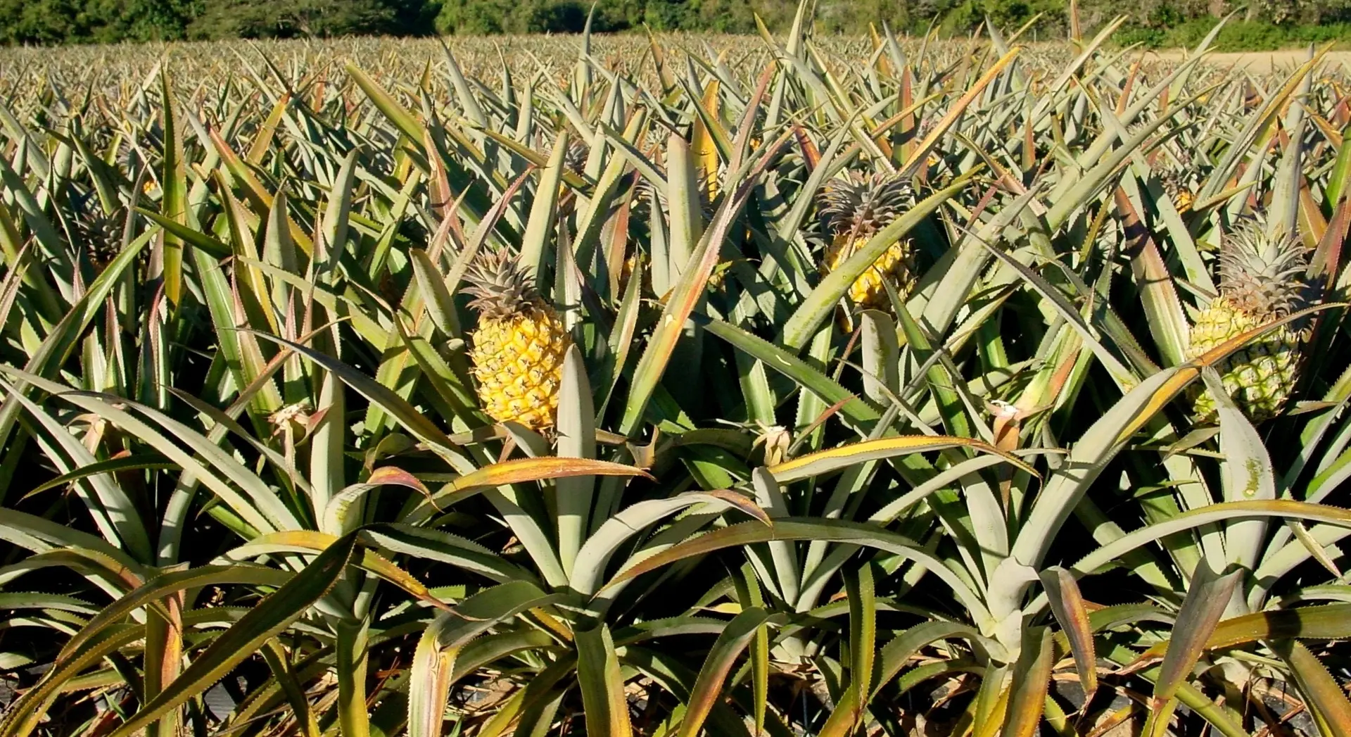 Costa Rica_Ananas_Pineapple