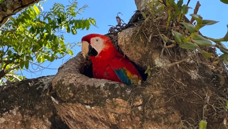 Costa Rica_Ara im Baum