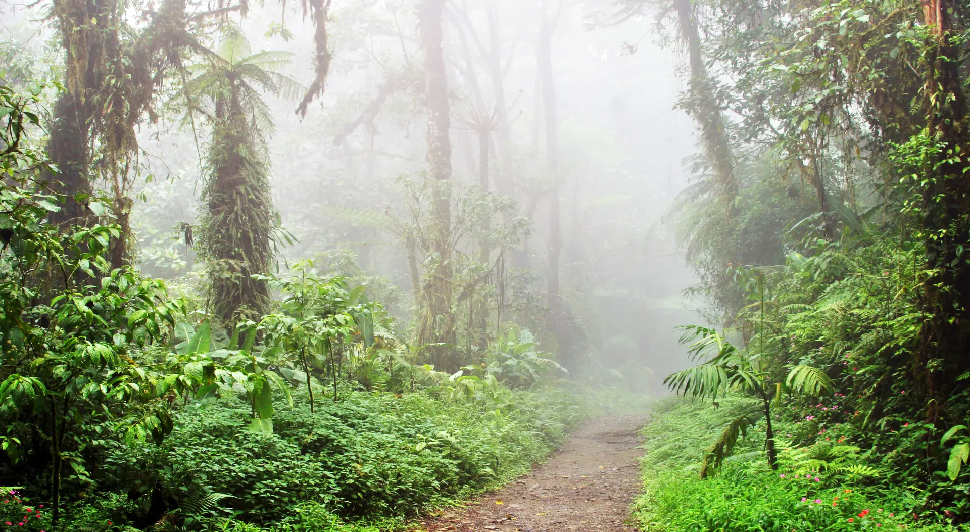 Costa Rica_Cloud Forest Reserve_Nebelwald_swisstravelcostarica