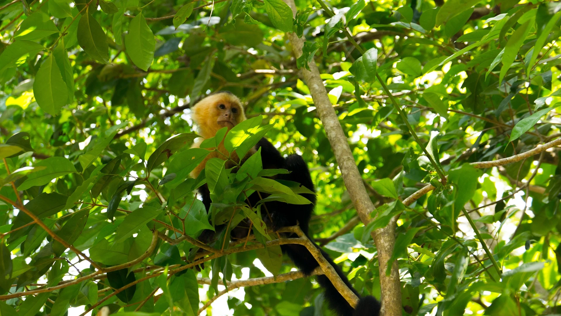 Costa Rica_Kapuzineraeffchen_capuchin-monkey