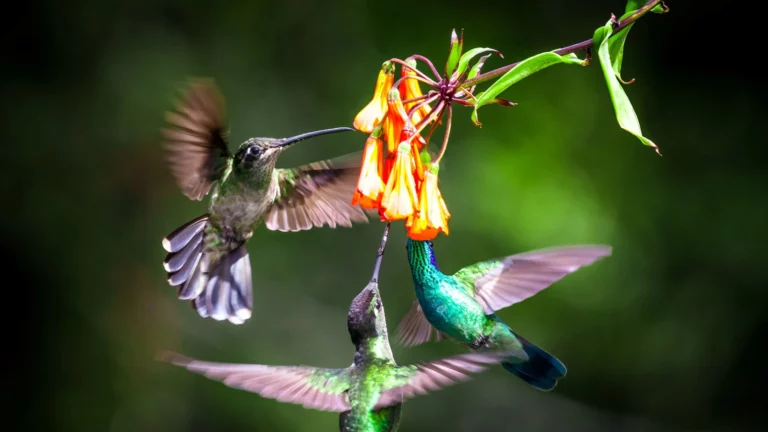 Costa Rica_Kolibri_Hummingbirds