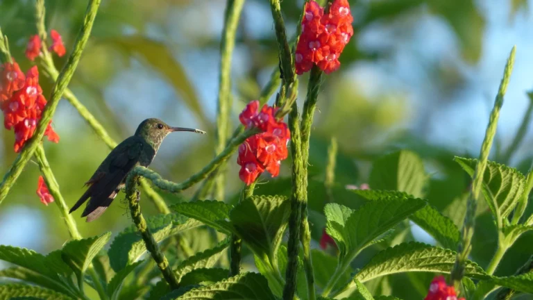 Costa Rica_Kolibri_humming-bird