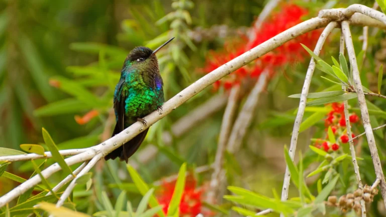 Costa Rica_Kolibri_humming-bird