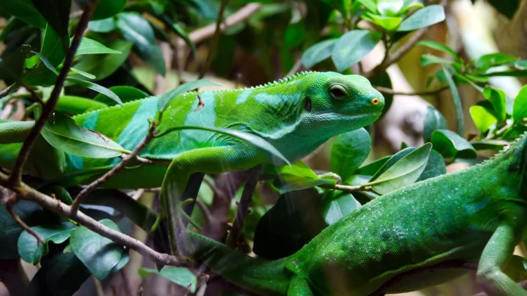 Costa Rica_Leguan_iguana