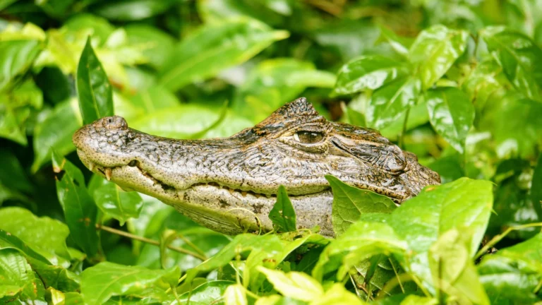 Costa Rica_Urwald_Krokodil