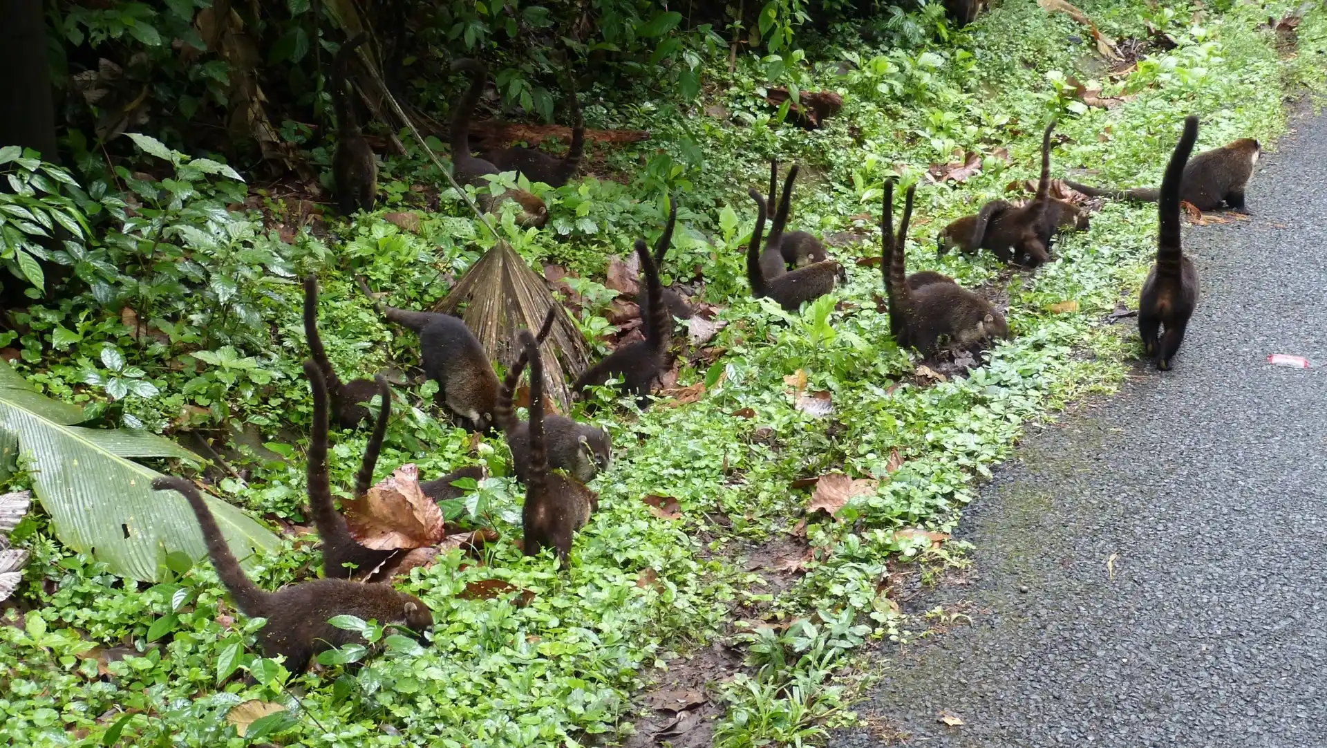 Costa-Rica_coatis_Nasenbaeren