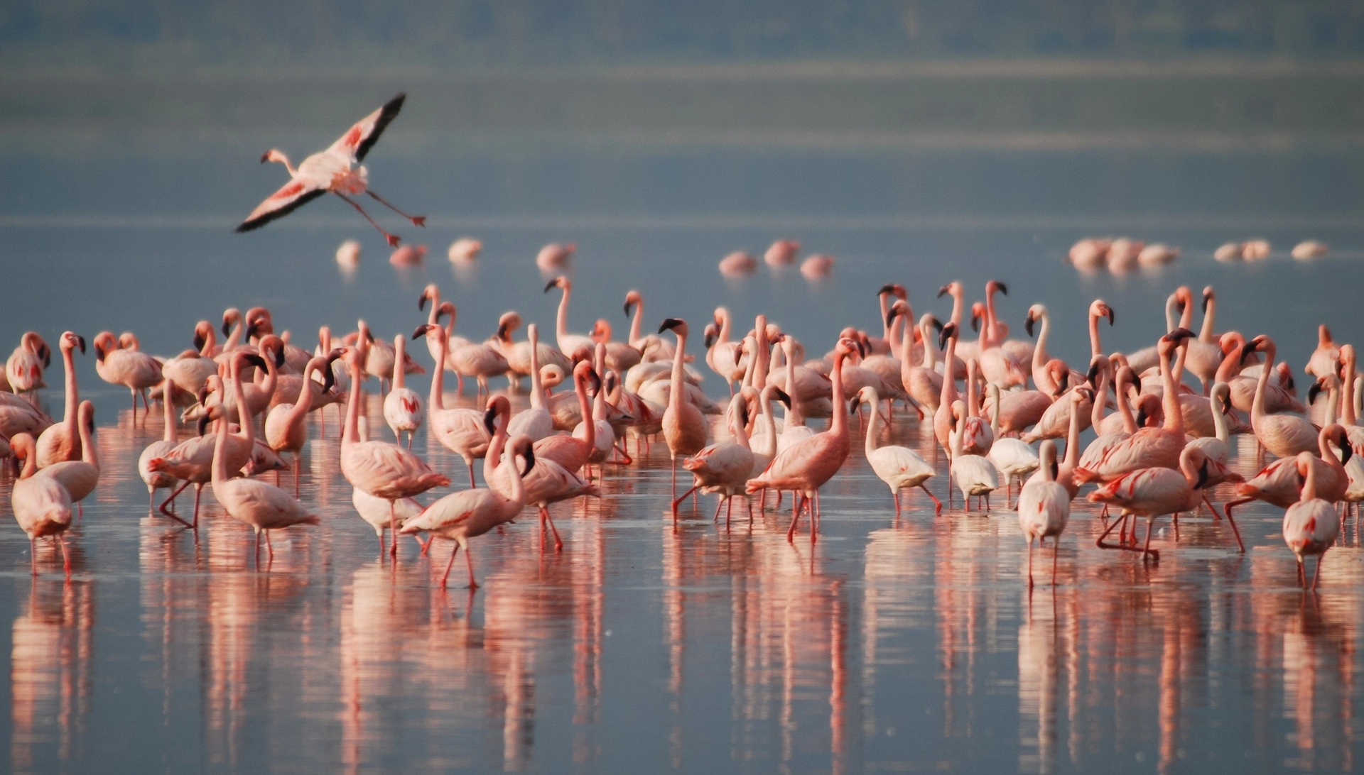 Flamingos