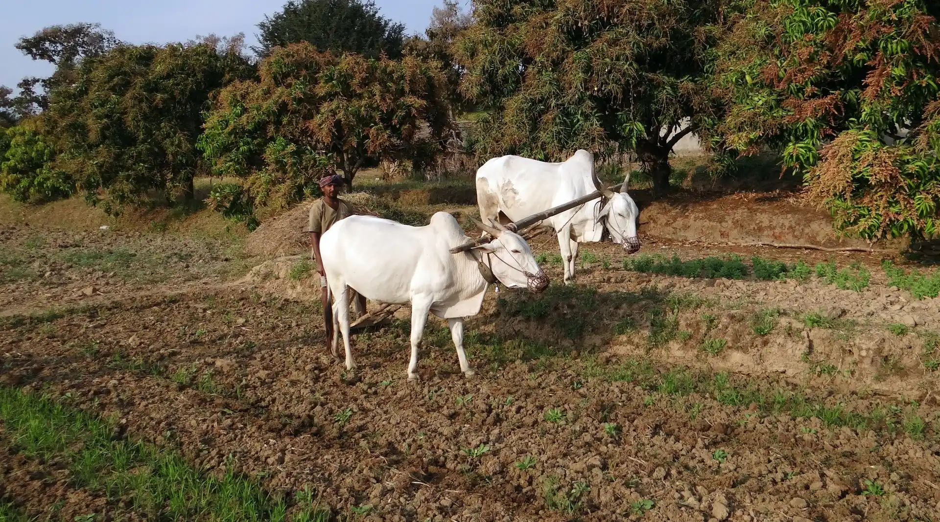 Indien_Bauer_Ochsenpflug_ox-plough