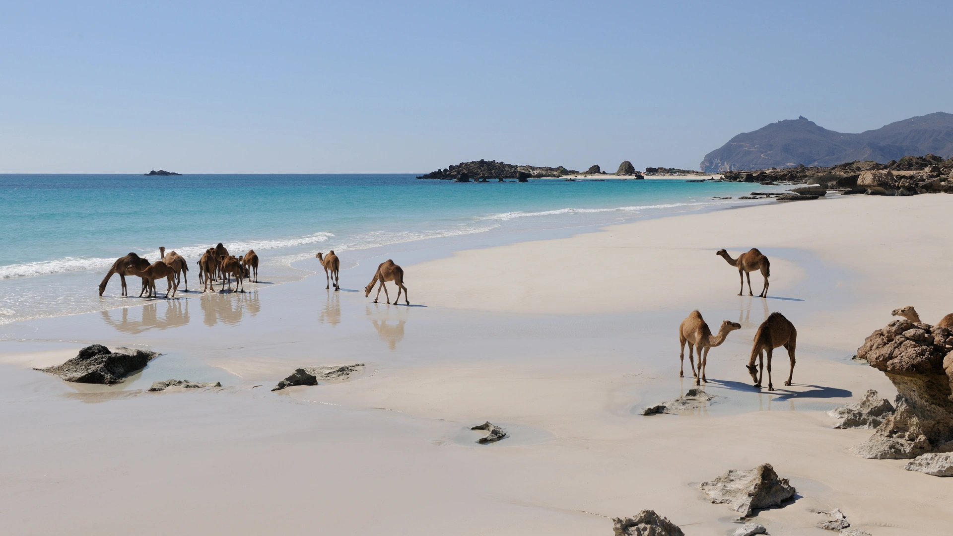 Oman_Camel_Kamele_Strand_Beach