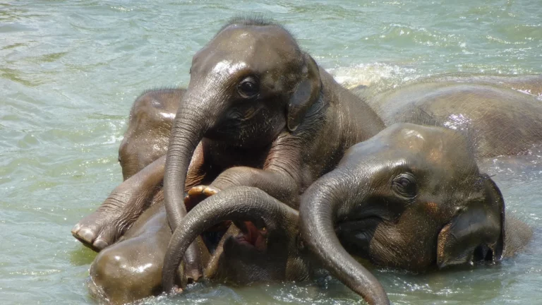 Sri-Lanka_Baby-elephant