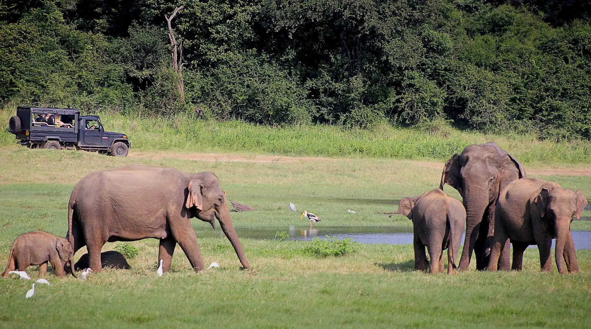 Sri-Lanka_Elefanten