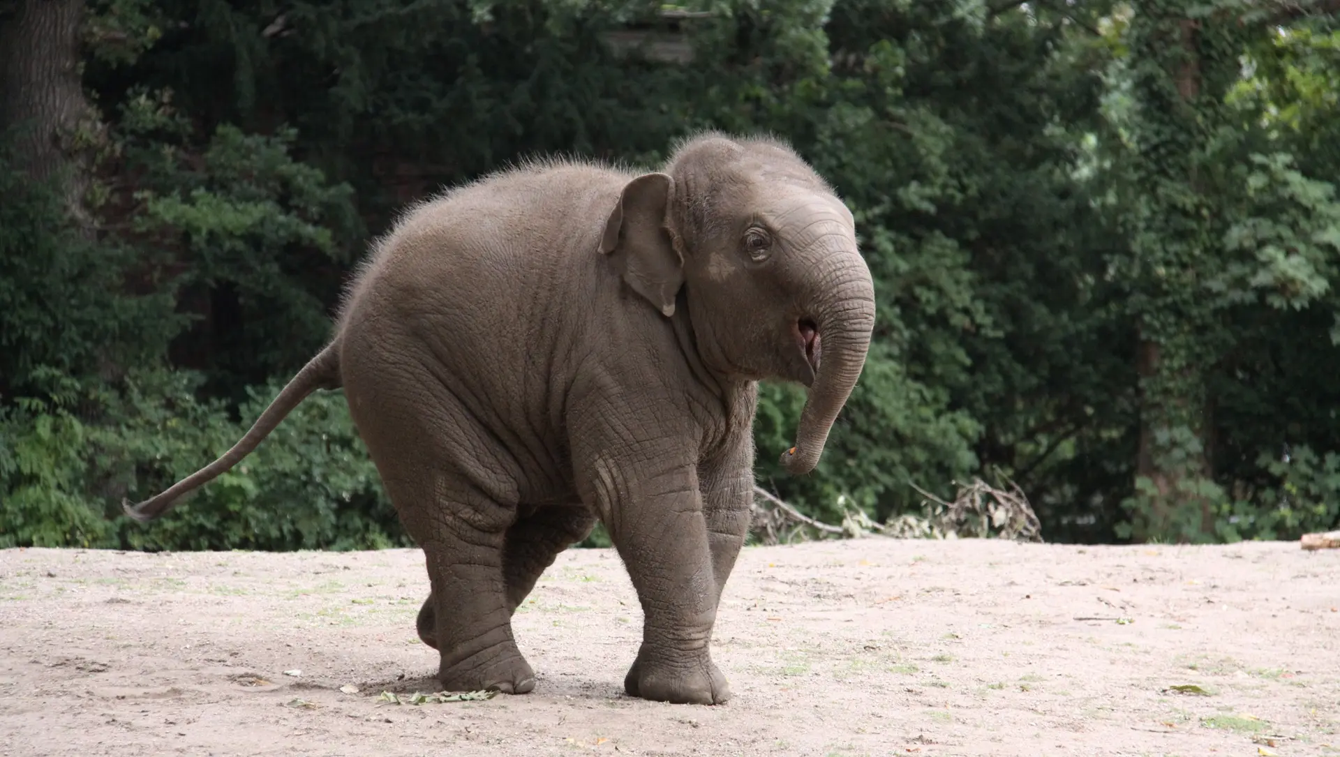 Sri-Lanka_Elefantenbaby