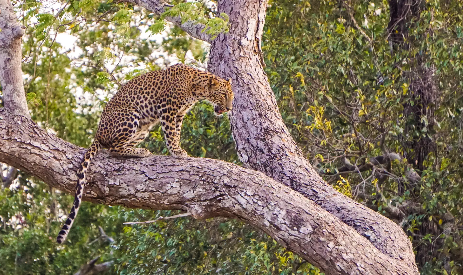Sri-Lanka_Leopard-auf-Baum