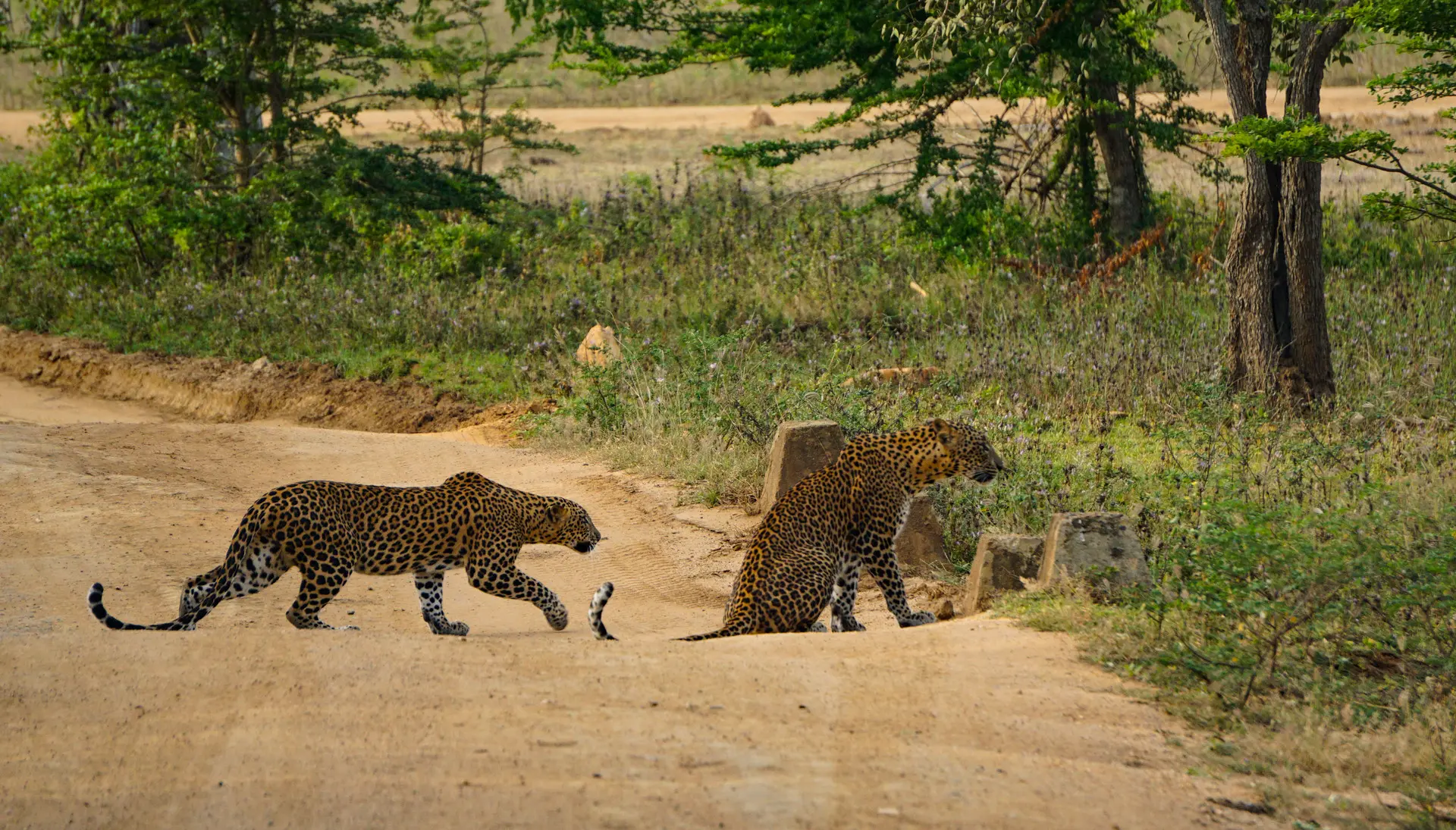 Sri-Lanka_Leoparden_Nationalpark