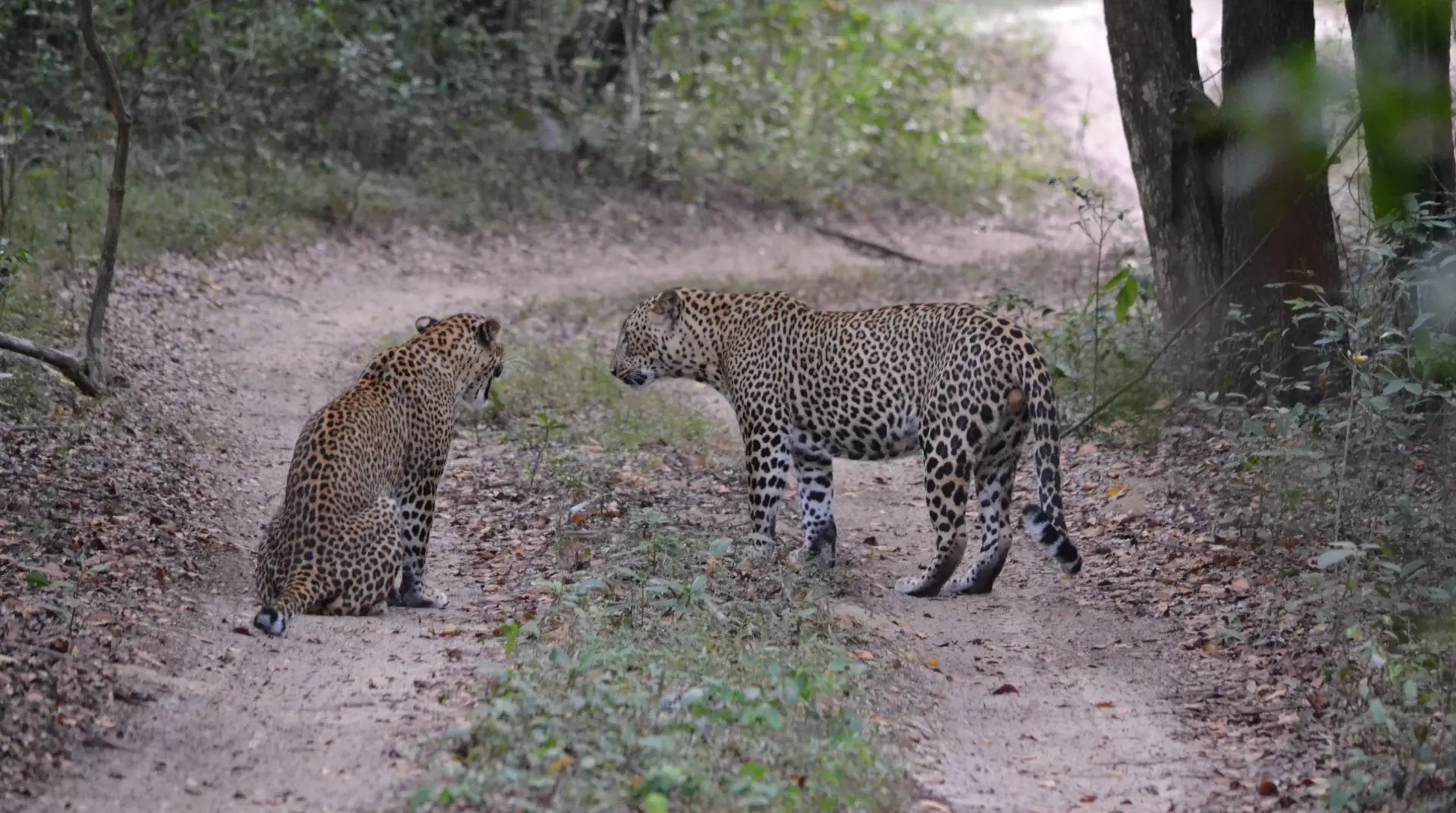 Sri-Lanka_Leoparden