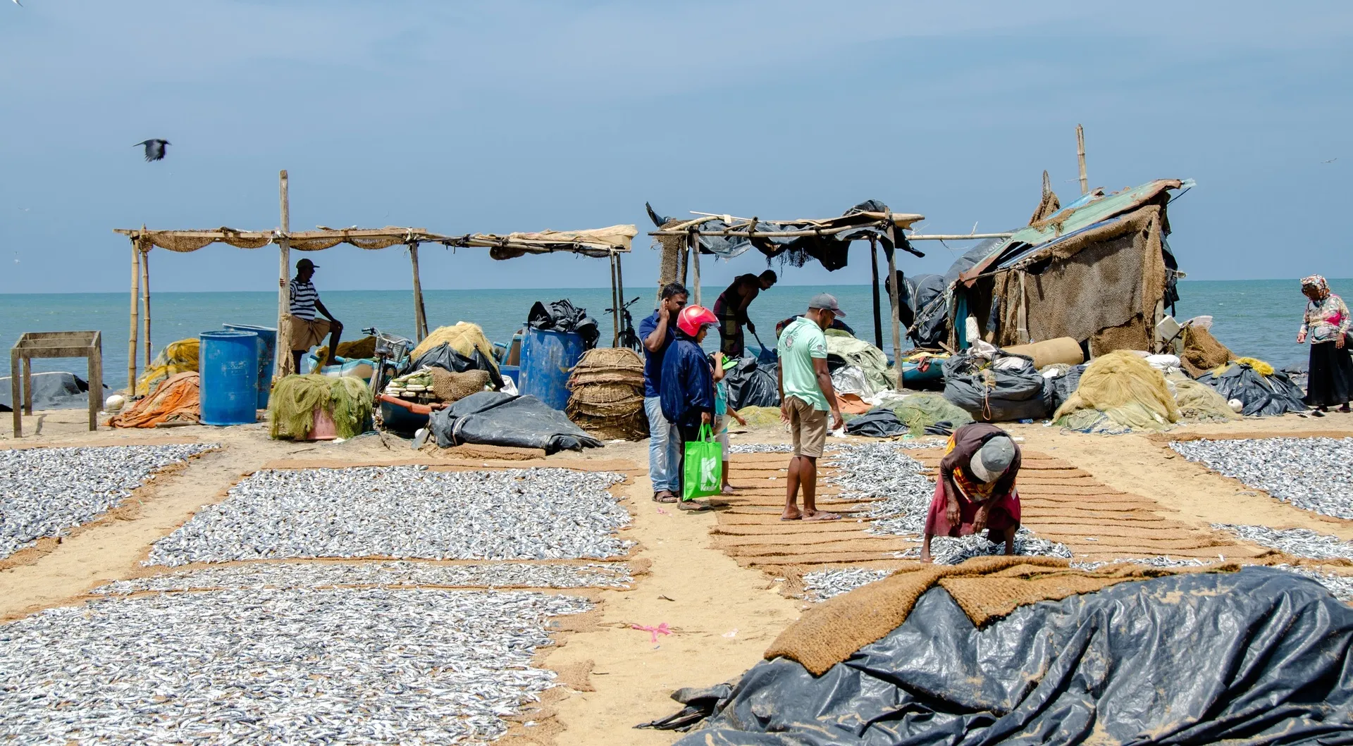 Sri-Lanka_Negombo_Fischmarkt