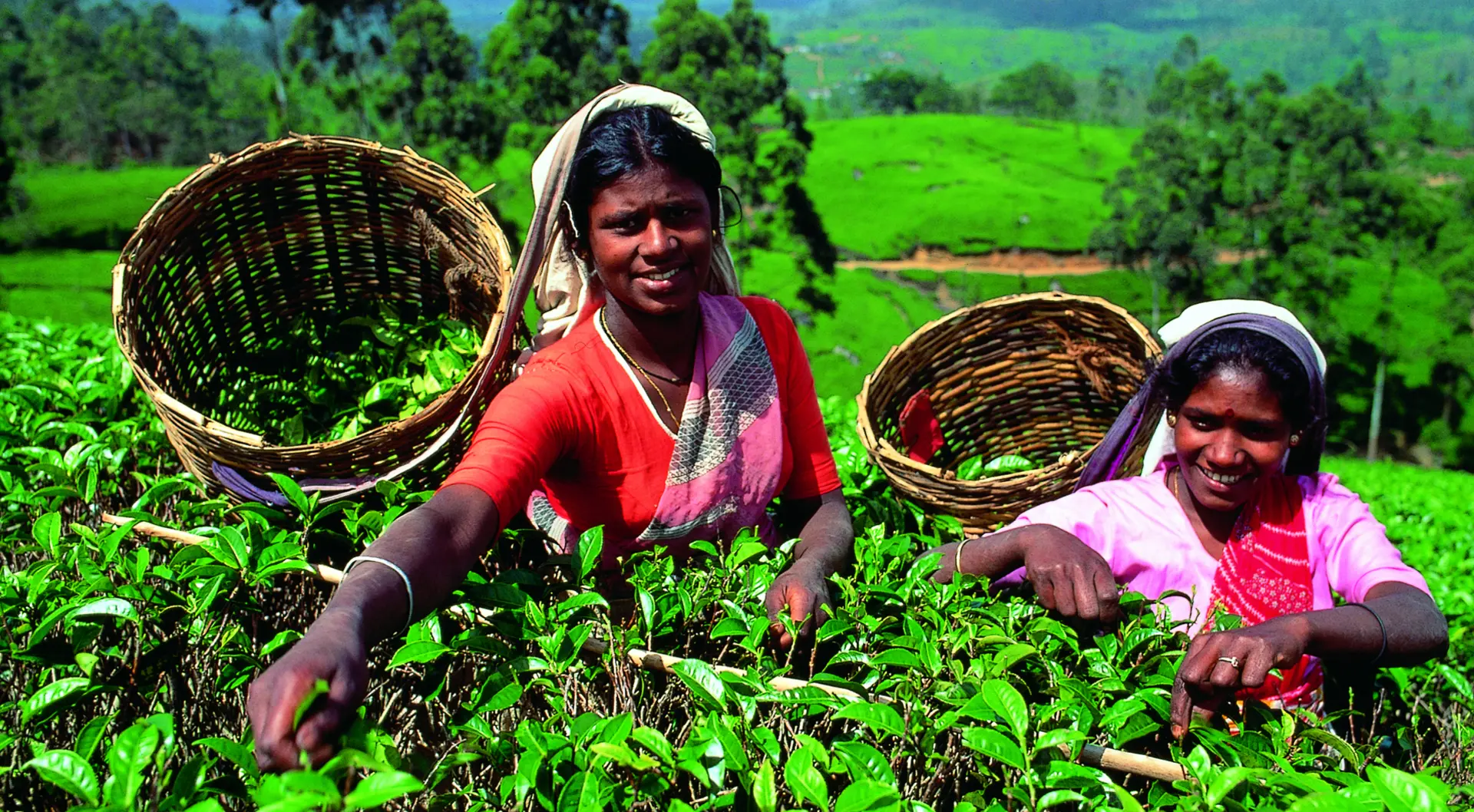 Sri-Lanka_Teepflueckerinnen
