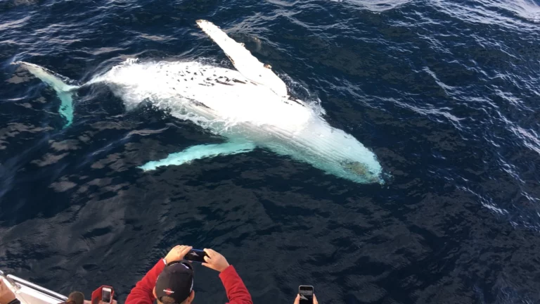 Sri-Lanka_whale-watching