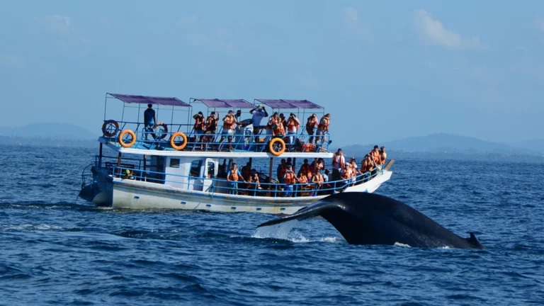 Sri Lanka_whale watching