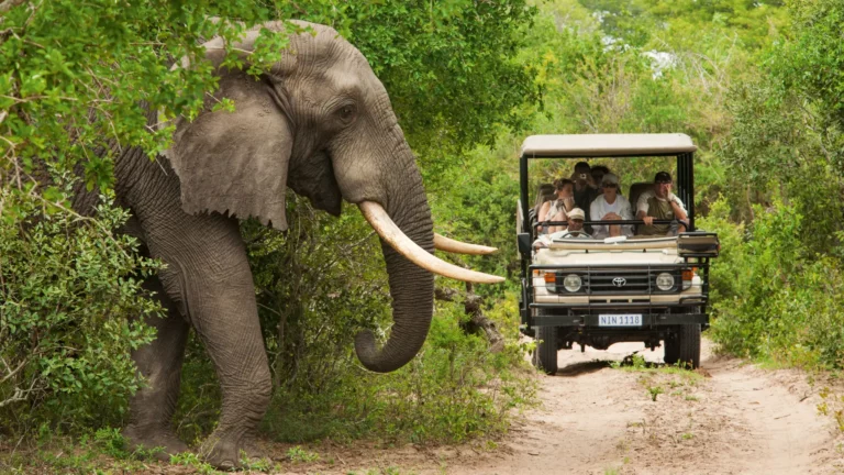 Suedafrika_Elefant_Jeep_Pirsch Krueger Nationalpark