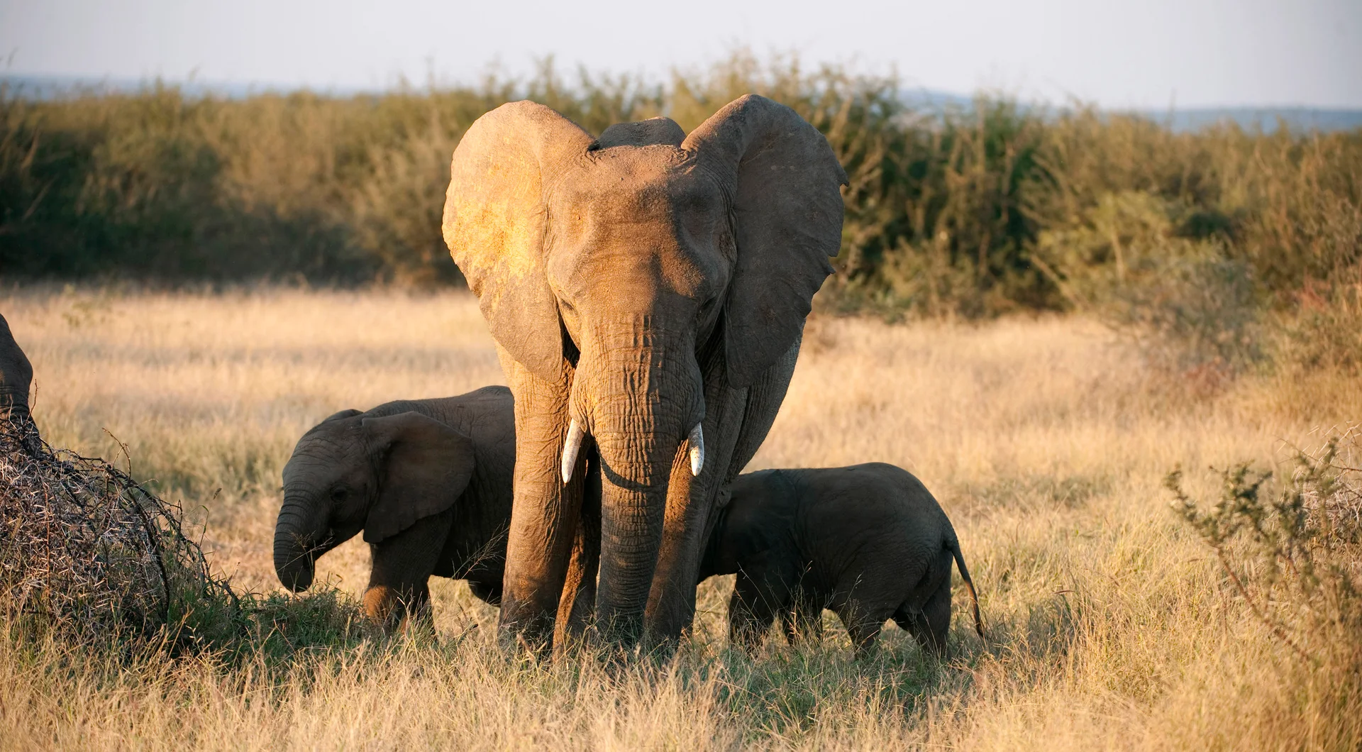 Suedafrika_Elefantenmama mit Baby