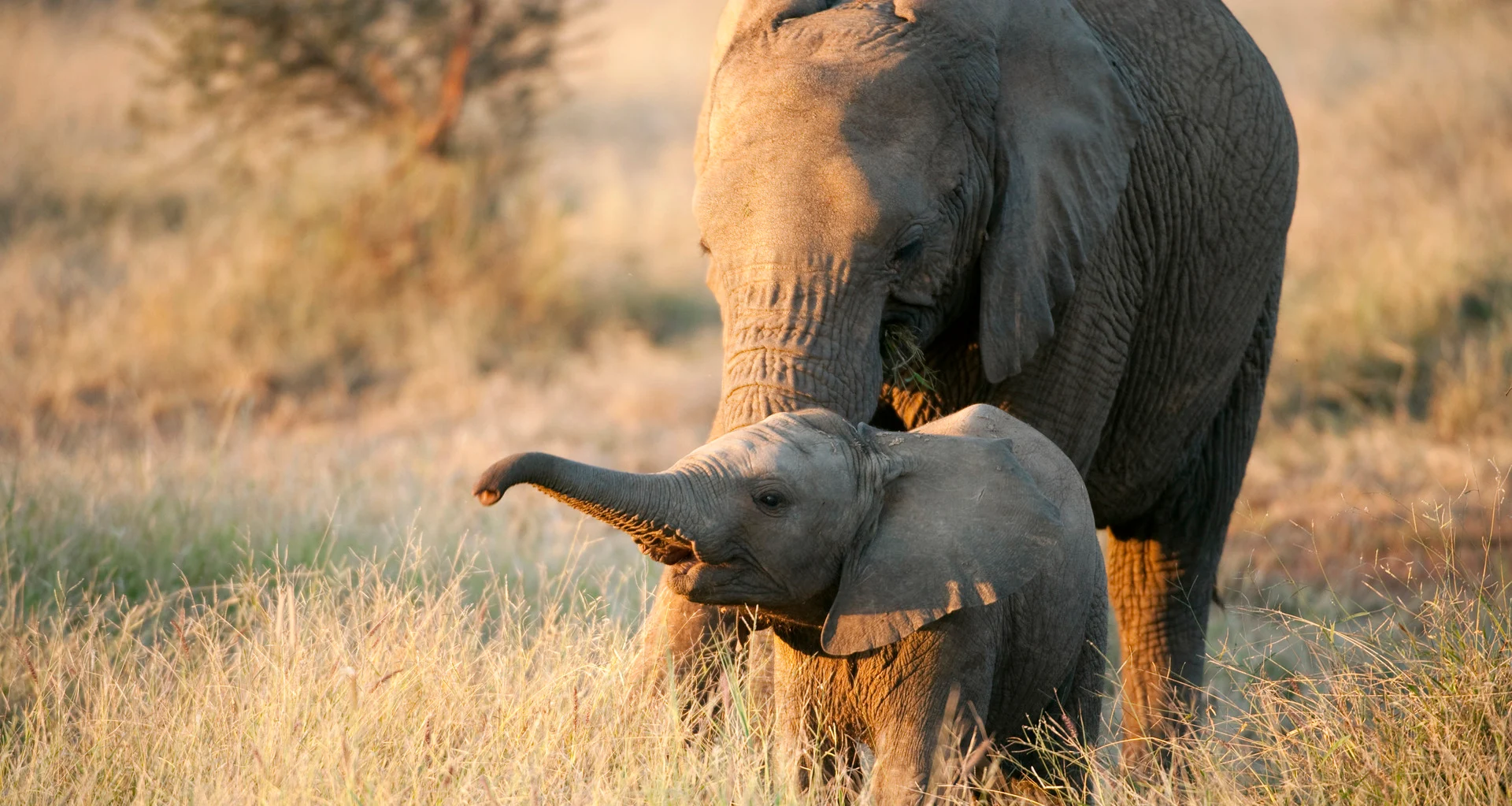 Suedafrika_Elefantenmama mit Baby