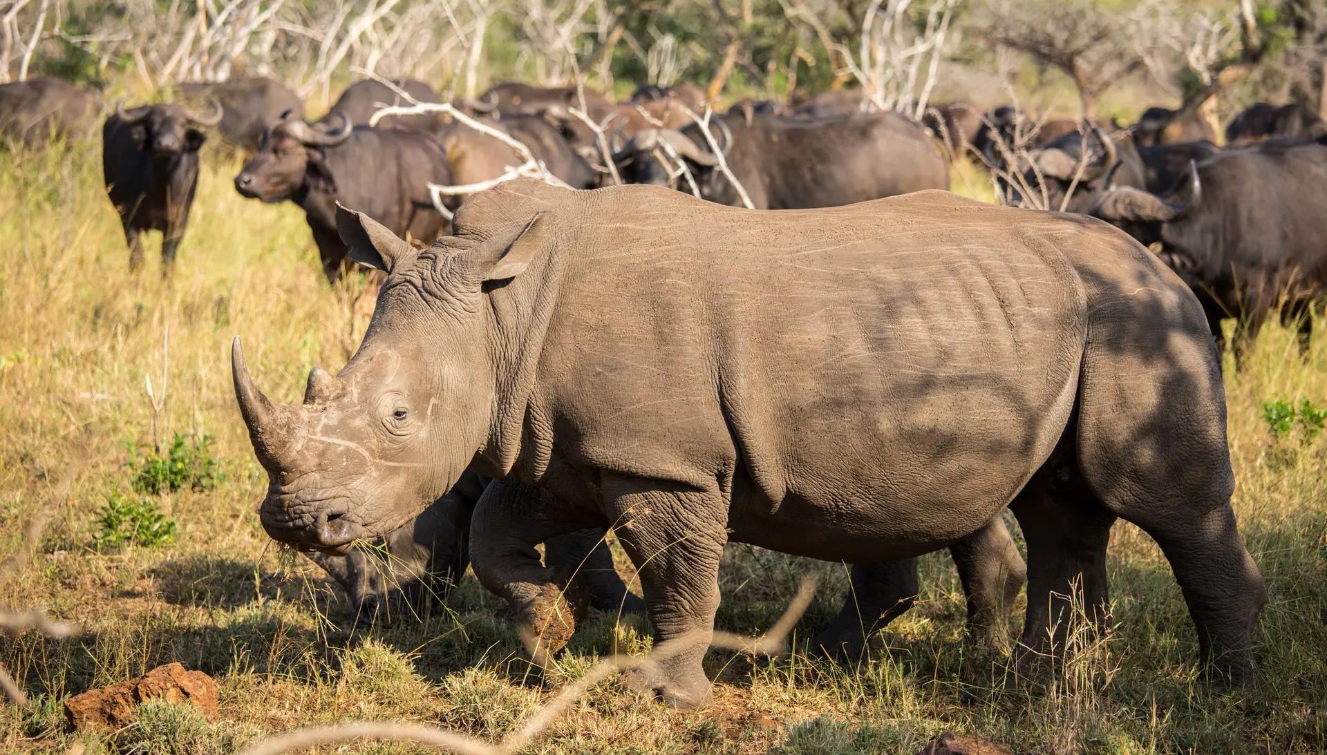 Suedafrika_Nashorn_white rhinocero