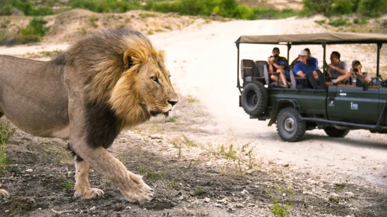 Suedafrika_Safari_Pirschfahrt mit Loewe