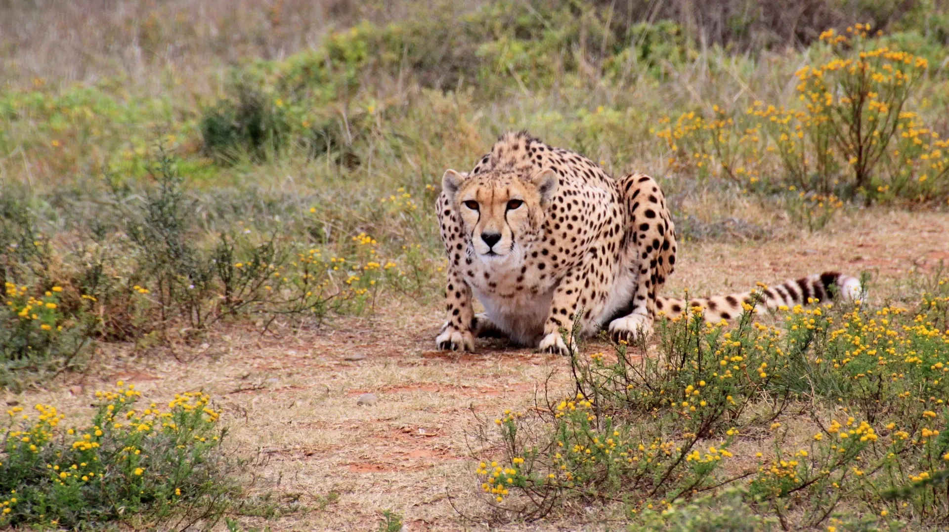 Tansania_Gepard_cheetah