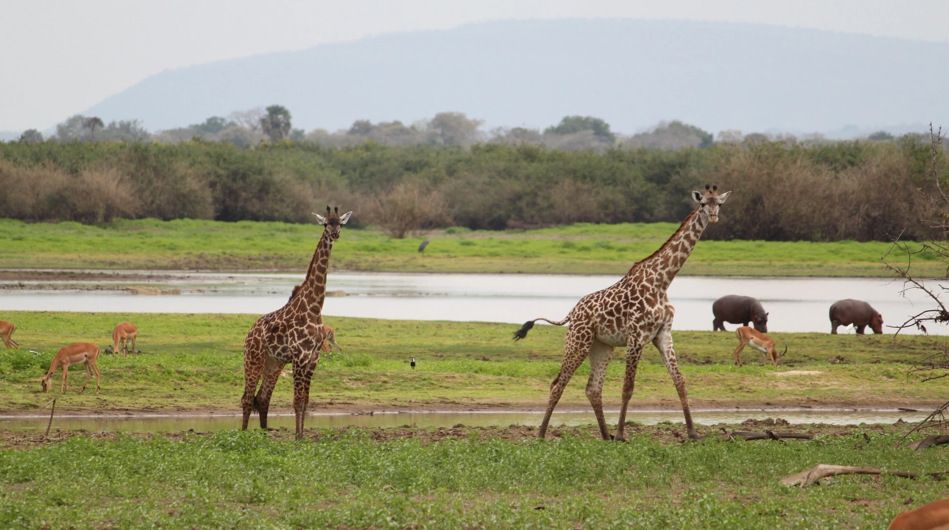 Tansania_Giraffen_Antilopen_Nilpferd