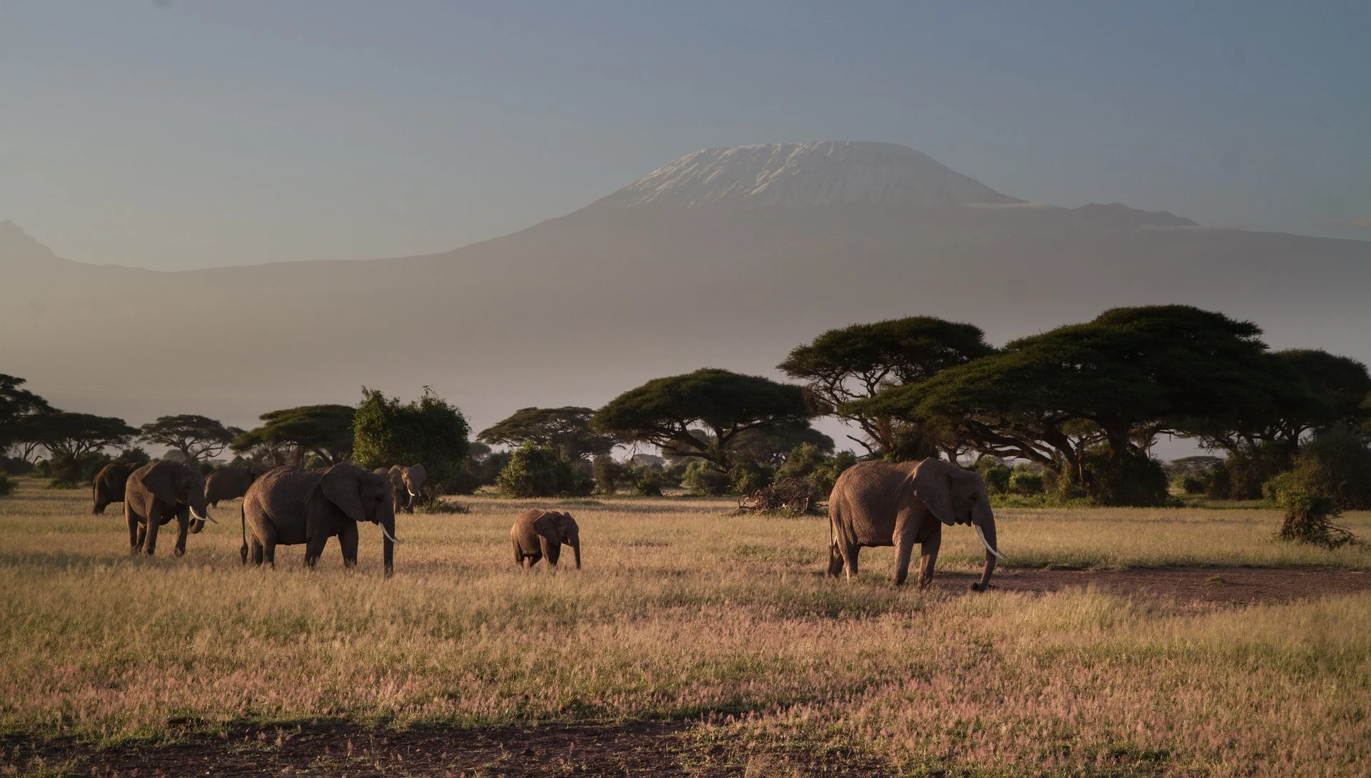 Tansania_Kilimanjaro_Elefanten